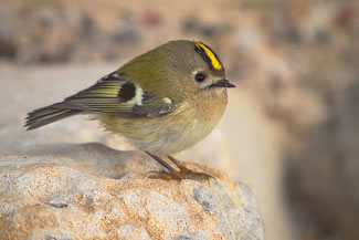 Goudhaan - Regulus regulus Goudhaan - Regulus regulus